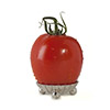 Tomate