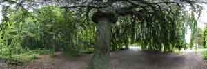 Park