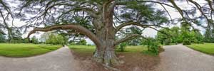 Baum